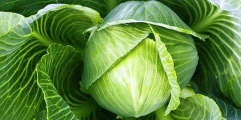 Kada sijati kupus za sadnice u sibiru